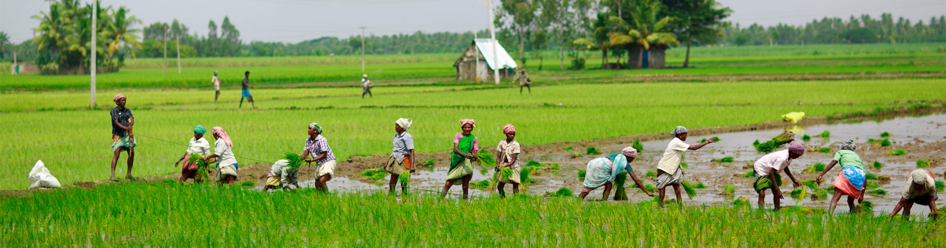 Parboiled rice producer in india