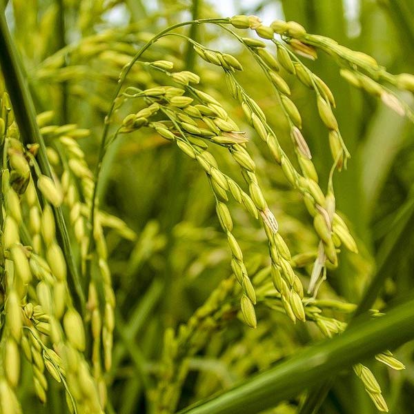 Idly Rice in Tamilnadu